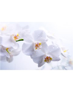 Картина на холсте с подрамником ХитАрт Белые орхидеи 60x41 см Модулка