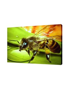 Картина на холсте на стену Пчела 30х40 см Сити бланк