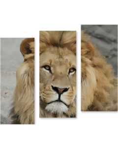Картина модульная на холсте Портрет льва 170x165 см Модулка