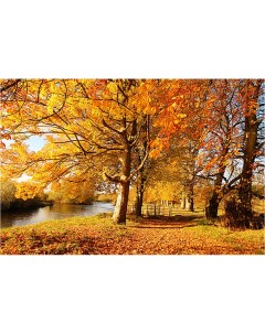 Картина на холсте с подрамником ХитАрт Осенний лес 40x27 см Модулка