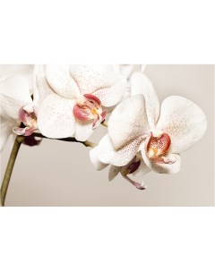 Картина на холсте с подрамником ХитАрт Белая орхидея 40x27 см Модулка