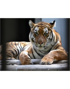 Картина на холсте с подрамником ХитАрт Уставший тигр 100x75 см Модулка