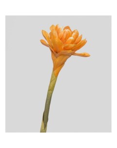 Искусственное растение TR 559B Бутон цветка имбиря Art east