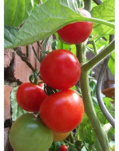 Семена томат Солероссо элит F1 1 уп Планета садовод