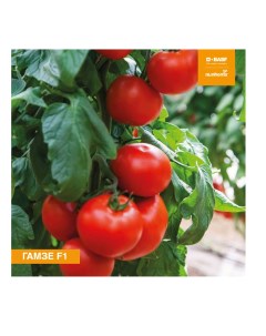 Семена томат Гамзе F1 N7833 1 уп Планета садовод