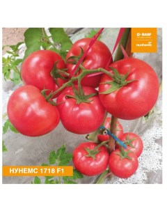 Семена томат Нунемс F1 N7832 1 уп Планета садовод