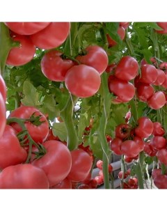 Семена томат Пинк гарант 1 уп Планета садовод