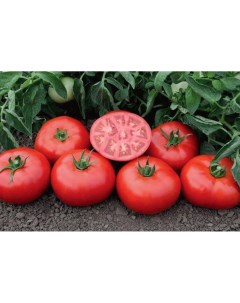Семена томат Томск элит F1 1 уп Планета садовод