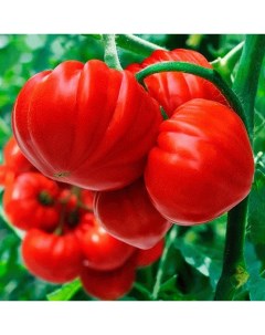 Семена томат Сарра элит F1 1 уп Планета садовод