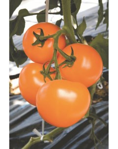 Семена томат Ti 169 1 уп Планета садовод