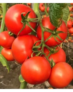 Семена томат юпитер F1 19182 1 уп Ильинична