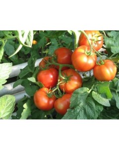 Семена томат павлинка F1 19155 1 уп Ильинична