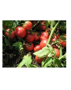 Семена томат Тарпан F1 элит N7836 1 уп Планета садовод