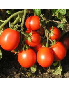 Семена томат форсаж F1 19184 1 уп Ильинична