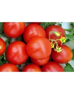 Семена томат стриж F1 19170 1 уп Ильинична