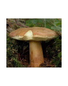Белый гриб каштановый Ecos