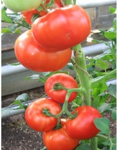 Семена томат Барон F1 17420 1 уп Агросемтомс