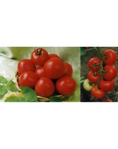 Семена томат пилигрим 8 F1 19167 1 уп Ильинична