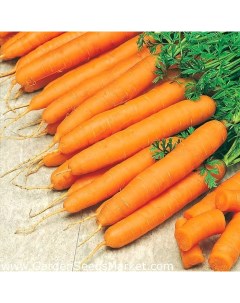 Семена морковь Сахарная соломка 20989 1 уп Сортсемовощ