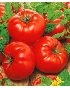 Семена томат грейн F1 19161 1 уп Ильинична
