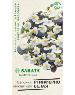 Семена бегония Инферно белая F1 24503 1 уп Sakata