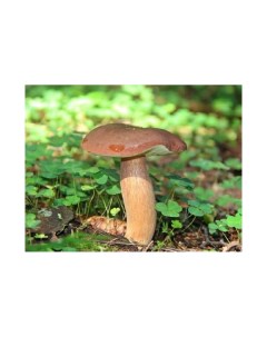Польский гриб Ecos