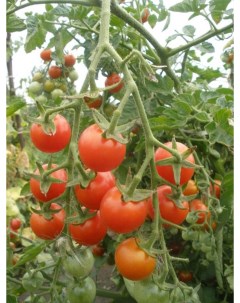 Семена томат Подмосковный F1 21321 1 уп Ильинична