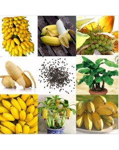 Семена банан карликовый A1005002772440236 1 уп Semianych store