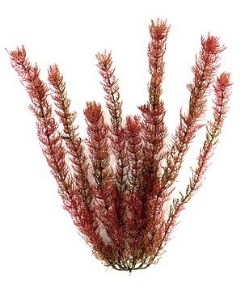 Искусственное растение для аквариума эремурус XL 38 см пластик Tetra
