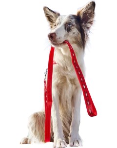 Поводок стропа для собак нейлон красный длина 12 м Japan premium pet
