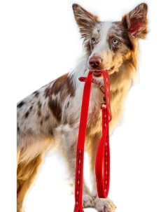 Поводок стропа для собак нейлон красный длина 12 м Japan premium pet