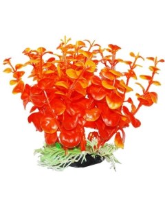 Растение аквариумное Бакопа оранжевая Уют