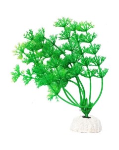 Растение аквариумное Амбулия зеленая Уют