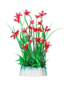 Растение аквариумное Гемиантус с красными цветами 24 см Уют
