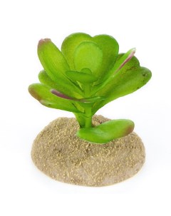 Растение для террариума Суккулент зелёное 7x7x6см Terra della