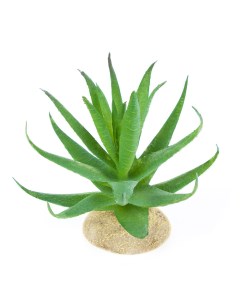 Растение для террариума Алое светло зелёное 15x15x12см Terra della
