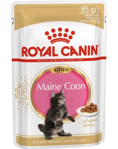Влажный корм для котят Kitten Maine Coon мейн кун мясо в соусе 85г Royal canin