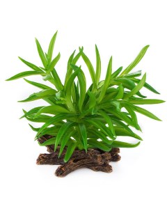Растение для террариума Крассула зелёное 15x12x15см Terra della