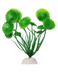 Растение аквариумное Щитолистник зеленый Уют
