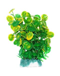 Растение аквариумное Щитолистник зелено желтый 24 см Уют
