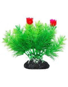 Растение аквариумное Маяка зеленая с красными цветами Уют