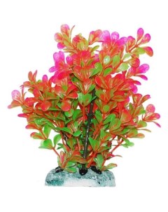 Растение аквариумное Людвигия розово зеленая 20 см Уют