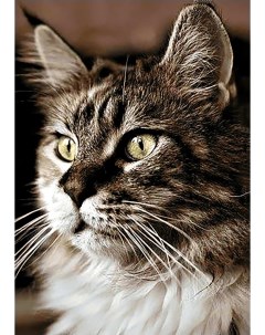 Алмазная мозаика Домашний кот полная выкладка 30х20 см квадратные стразы Гранни