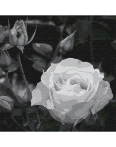 Картина по номерам Белая роза Котеин