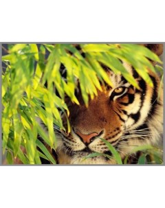 Алмазная мозаика Тигр в засаде 28х20см 18 цветов Милато