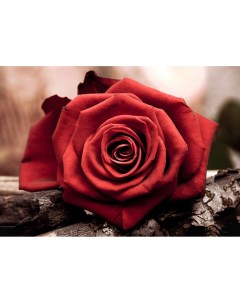 Алмазная мозаика Красная роза полная выкладка 20х30 см квадратные стразы Гранни