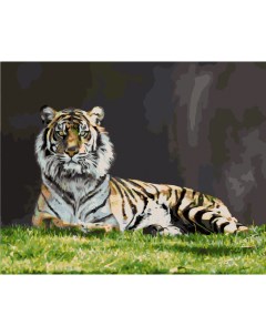 Картина по номерам Тигр Шерхан Холст на подрамнике 40х50 см Артвентура