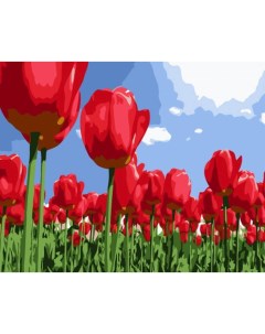 Картина по номерам Поле тюльпанов 30x40 Цветной