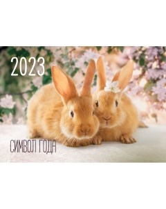 Календарь Символ года 2 Кролик Маркет на 2023 год 305673 Nd play