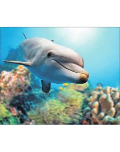 Алмазная мозаика Добрый дельфин Цветной